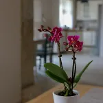 Casa Lenka Pensión 3*