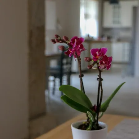 Casa Lenka Guest house *